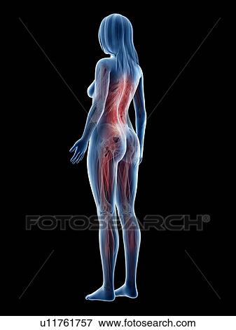 Female musculature, illustration View Large Photo Image Stock Photo - Female musculature, illustration. Fotosearch