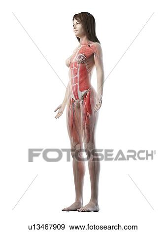 Stock Photo - Female musculature, illustration. Fotosearch