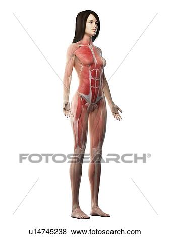 Stock Photo - Female musculature, illustration. Fotosearch