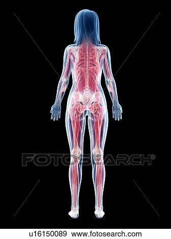 Female musculature, illustration View Large Photo Image Stock Photo - Female musculature, illustration. Fotosearch