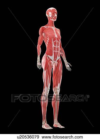 Female musculature, illustration View Large Photo Image Stock Photo - Female musculature, illustration. Fotosearch