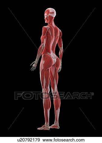 Female musculature, illustration View Large Photo Image Stock Photo - Female musculature, illustration. Fotosearch