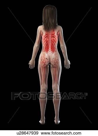 Female musculature, illustration View Large Photo Image Stock Photo - Female musculature, illustration. Fotosearch