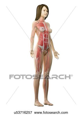 Female musculature, illustration View Large Photo Image Stock Photo - Female musculature, illustration. Fotosearch