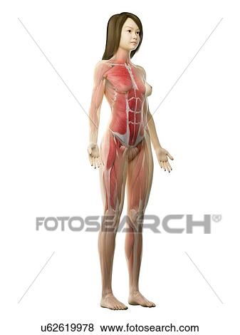 Female musculature, illustration View Large Photo Image Stock Photo - Female musculature, illustration. Fotosearch