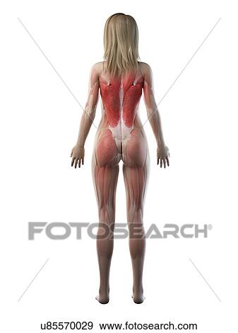 Stock Photo - Female musculature, illustration. Fotosearch