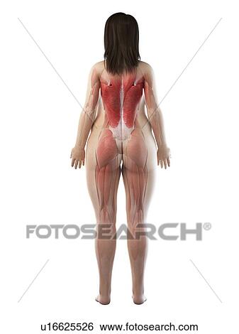 Female musculature, illustration View Large Photo Image Stock Photograph - Female musculature, illustration. Fotosearch