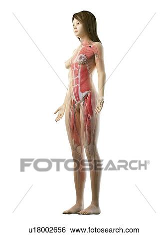 Stock Photograph - Female musculature, illustration. Fotosearch