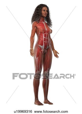 Stock Photograph - Female musculature, illustration. Fotosearch