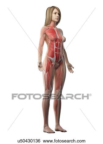 Female musculature, illustration View Large Photo Image Stock Photograph - Female musculature, illustration. Fotosearch