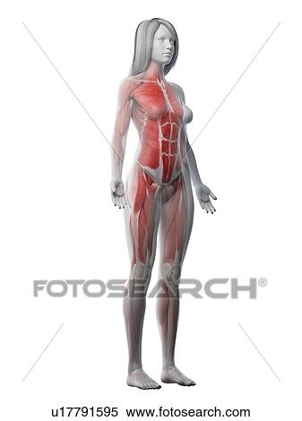 Female musculature, illustration View Large Photo Image Stock Photography - Female musculature, illustration. Fotosearch