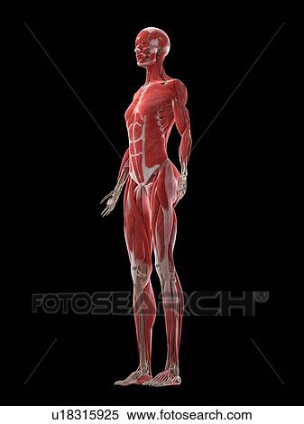 Female musculature, illustration View Large Photo Image Stock Photography - Female musculature, illustration. Fotosearch