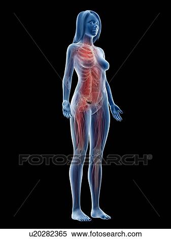 Stock Photography - Female musculature, illustration. Fotosearch
