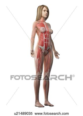 Stock Photography - Female musculature, illustration. Fotosearch