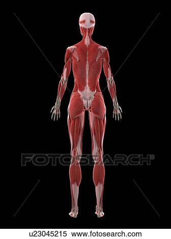 Female musculature, illustration View Large Photo Image Stock Photography - Female musculature, illustration. Fotosearch
