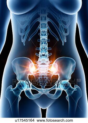 Picture - Female pelvic bones, illustration. Fotosearch