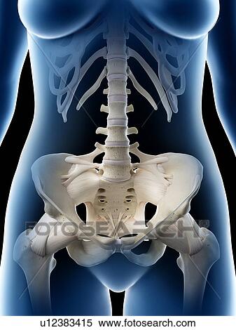 Stock Photography - Female pelvic bones, illustration. Fotosearch