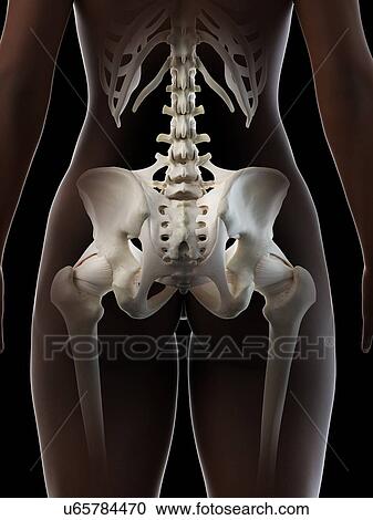 Stock Image - Female pelvis, illustration. Fotosearch