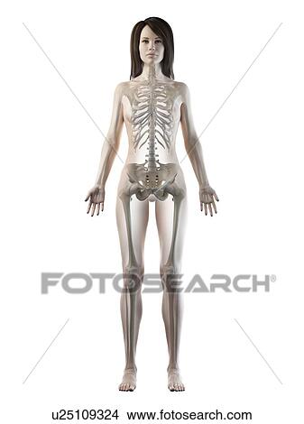 Picture - Female skeleton, illustration. Fotosearch