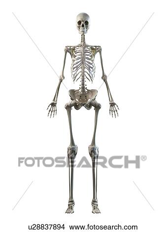 Female skeleton, illustration View Large Photo Image Picture - Female skeleton, illustration. Fotosearch