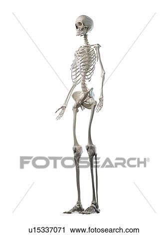 Stock Image - Female skeleton, illustration. Fotosearch