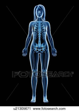 Stock Image - Female skeleton, illustration. Fotosearch