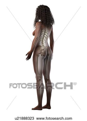 Stock Image - Female skeleton, illustration. Fotosearch