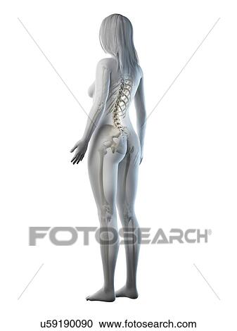 Stock Image - Female skeleton, illustration. Fotosearch