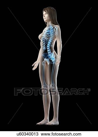 Female skeleton, illustration View Large Photo Image Stock Image - Female skeleton, illustration. Fotosearch