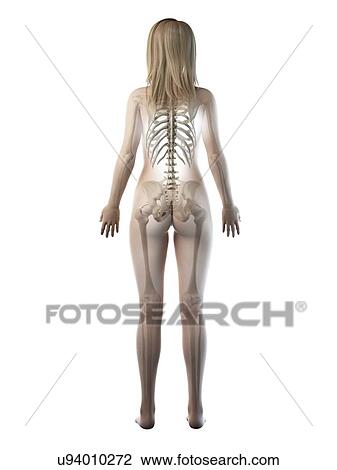 Stock Image - Female skeleton, illustration. Fotosearch
