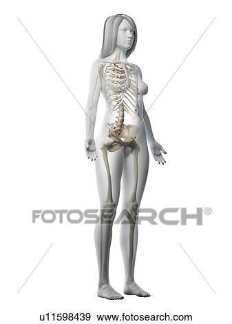 Stock Photo - Female skeleton, illustration. Fotosearch