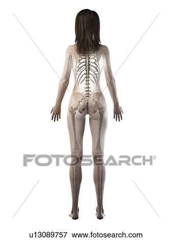 Female skeleton, illustration View Large Photo Image Stock Photo - Female skeleton, illustration. Fotosearch