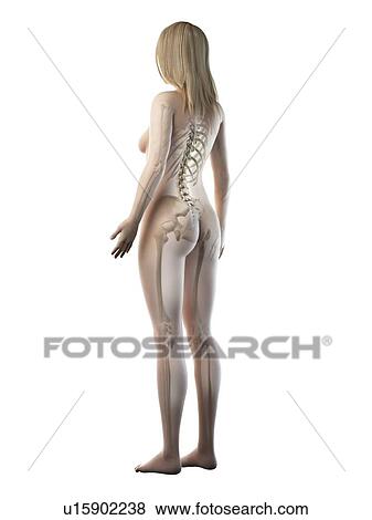 Female skeleton, illustration View Large Photo Image Stock Photo - Female skeleton, illustration. Fotosearch