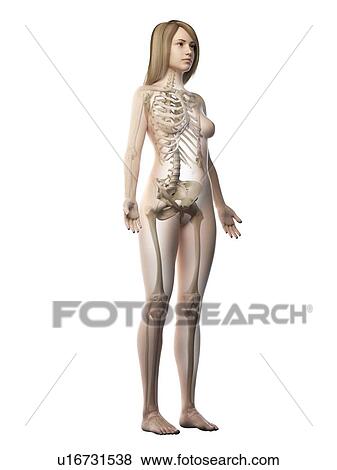Female skeleton, illustration View Large Photo Image Stock Photo - Female skeleton, illustration. Fotosearch