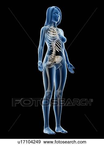 Stock Photo - Female skeleton, illustration. Fotosearch