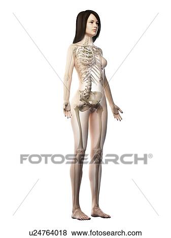 Stock Photo - Female skeleton, illustration. Fotosearch