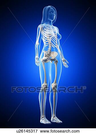Female skeleton, illustration View Large Photo Image Stock Photo - Female skeleton, illustration. Fotosearch