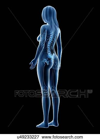 Stock Photo - Female skeleton, illustration. Fotosearch