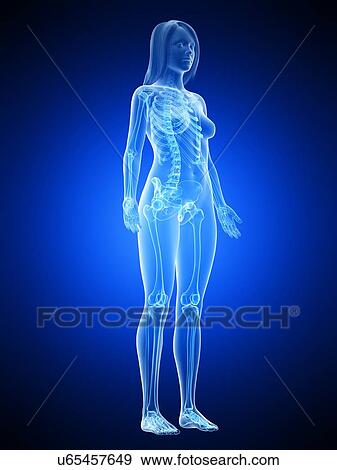 Stock Photo - Female skeleton, illustration. Fotosearch