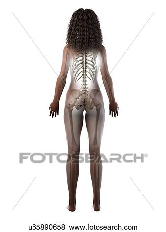 Stock Photo - Female skeleton, illustration. Fotosearch
