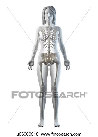 Stock Photo - Female skeleton, illustration. Fotosearch