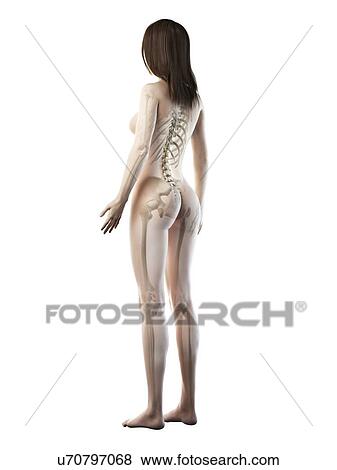 Stock Photo - Female skeleton, illustration. Fotosearch