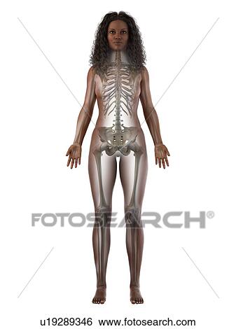 Female skeleton, illustration View Large Photo Image Stock Photograph - Female skeleton, illustration. Fotosearch