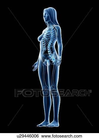 Female skeleton, illustration View Large Photo Image Stock Photograph - Female skeleton, illustration. Fotosearch