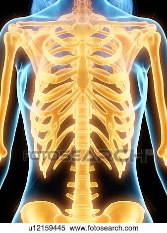 Female skeleton, illustration View Large Photo Image Stock Photography - Female skeleton, illustration. Fotosearch
