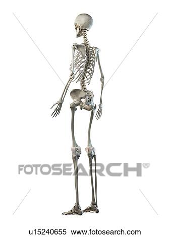 Female skeleton, illustration View Large Photo Image Stock Photography - Female skeleton, illustration. Fotosearch