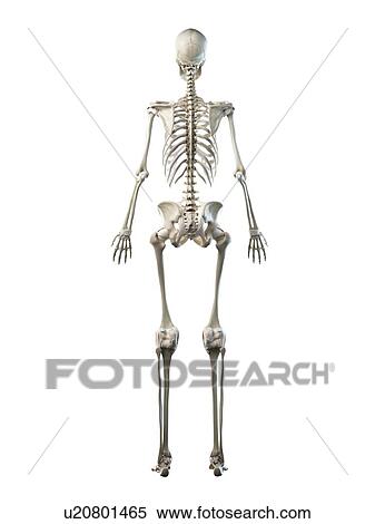 Stock Photography - Female skeleton, illustration. Fotosearch