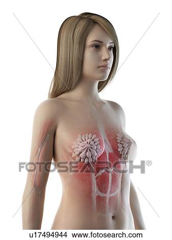 Picture - Female thorax anatomy, illustration. Fotosearch