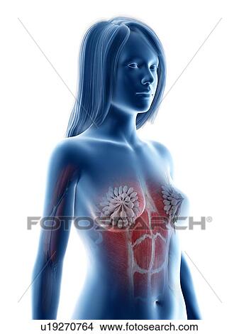 Female thorax anatomy, illustration View Large Photo Image Picture - Female thorax anatomy, illustration. Fotosearch