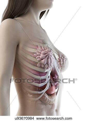 Female thorax anatomy, illustration View Large Photo Image Picture - Female thorax anatomy, illustration. Fotosearch